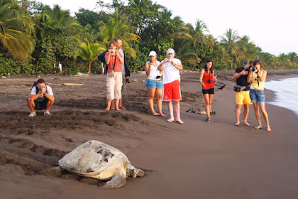 La temporada de anidación de las tortugas es de julio a octubre