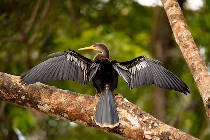 Uma anhinga, uma das aves que se observam nos passeios de lancha