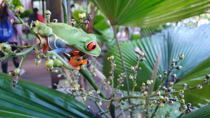 A llamativa rãnita de ojos vermelhos, um símbolo da Costa Rica