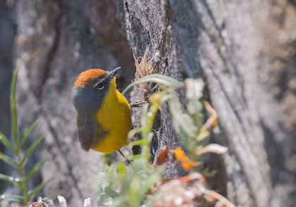 En las 5650 hectáreas de El Nío ya registraron más de 190 especies de aves