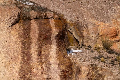 Es un animal solitario, muy territorial y de hábitos nocturnos