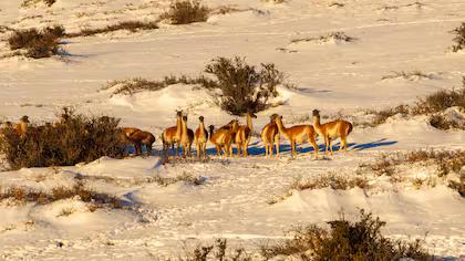 Guanacos, el alimento preferido de los pumas