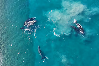 Las ballenas con sus crías se acercan a la costa